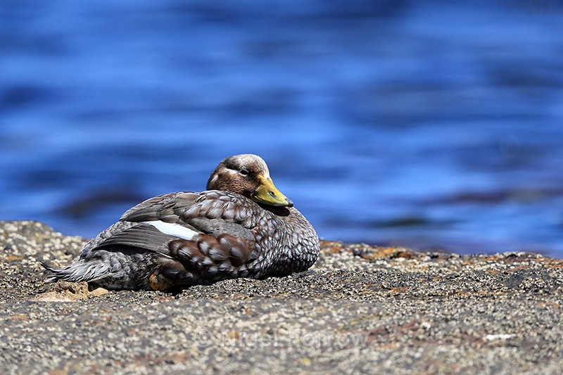Adult female Steamerduck, Carcass Island, Falklands - Falkland Flightless Steamerduck