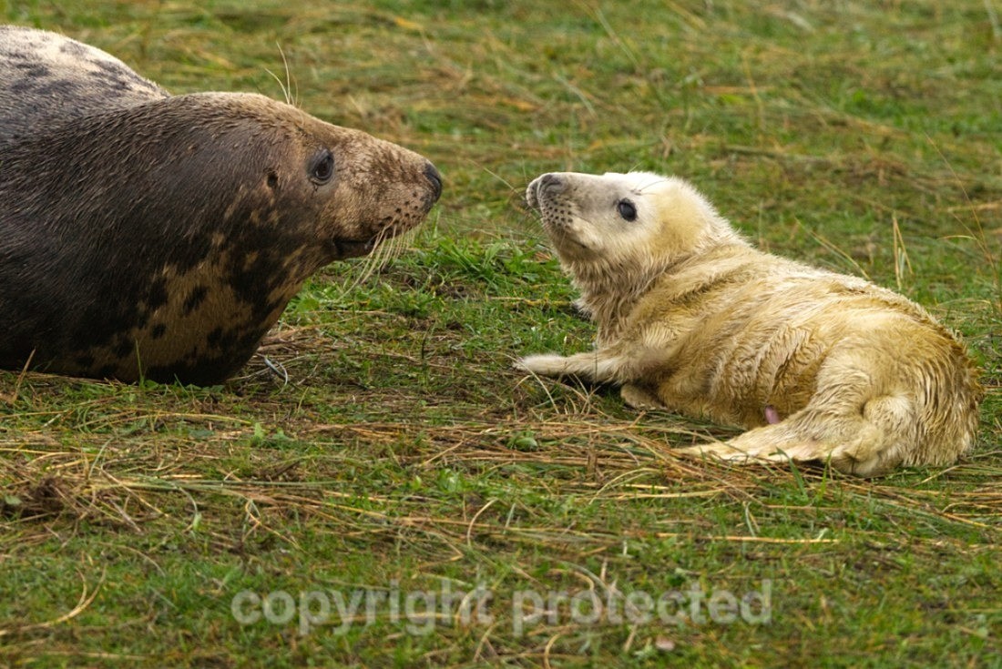 Grey Seal And Her Pup - Lincolnshire - Mammals