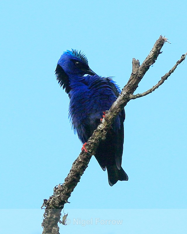 Red-legged Honeycreeper (male) preening, Costa Rica - Red-legged Honeycreeper