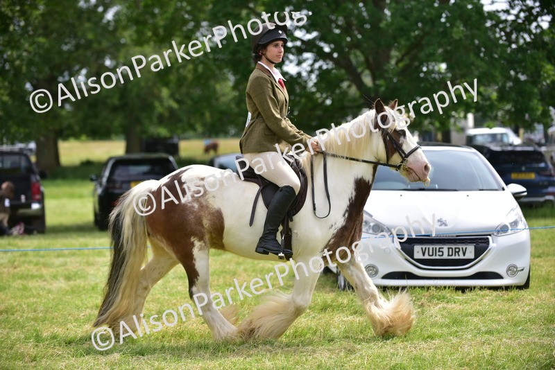 20260614-3976 - Class 16 - Handsome Gelding