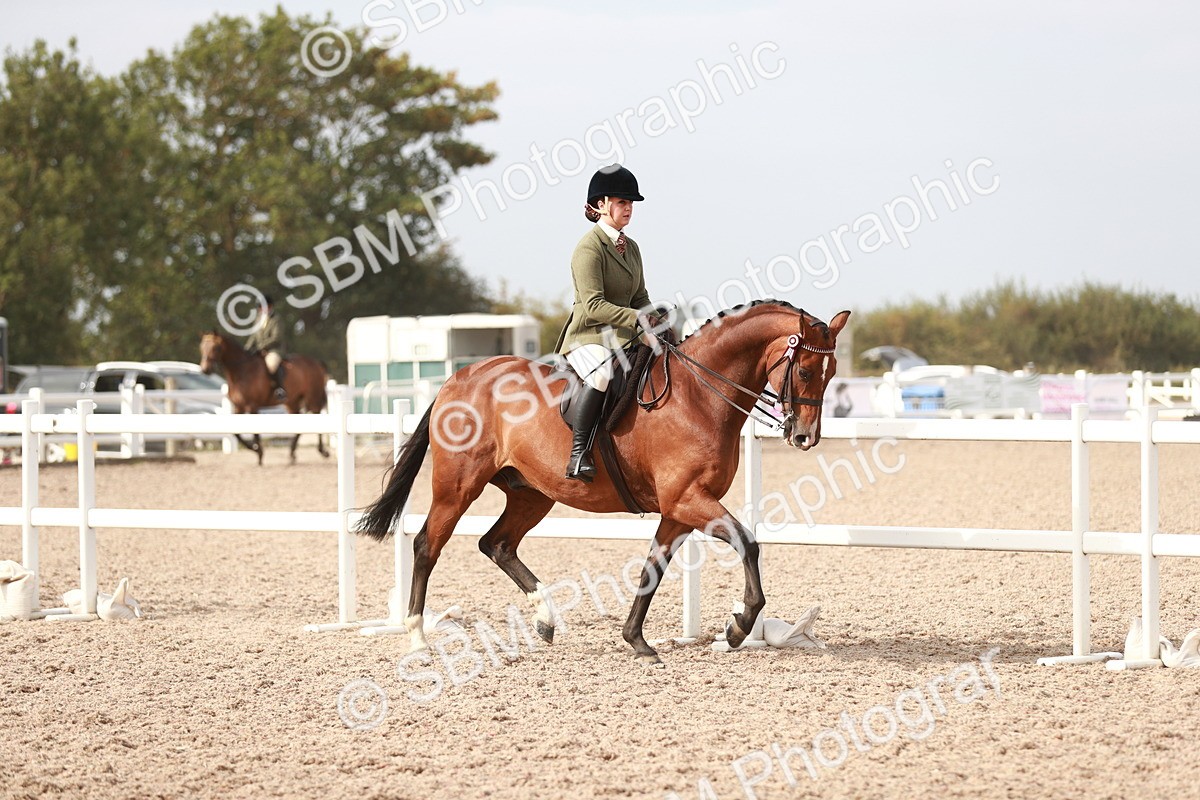 SBM_17466 - Class 215 Ridden Hack/ Riding Horse