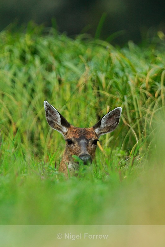 Young Black-tailed Deer resting in grass, Knight Inlet, Canada - Deer
