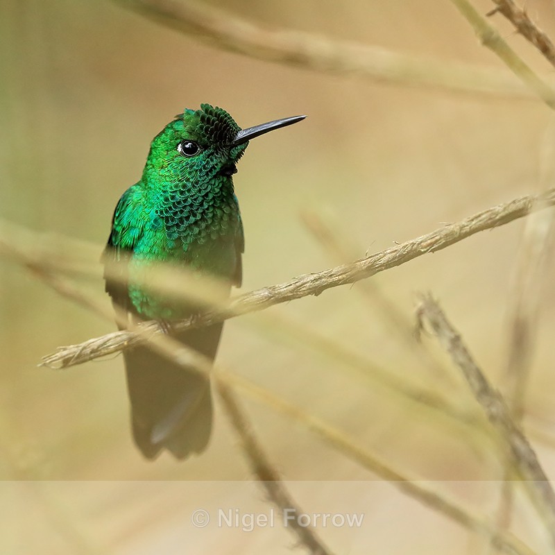 Male Green-crowned Brilliant perched, Costa Rica - Green-crowned Brilliant