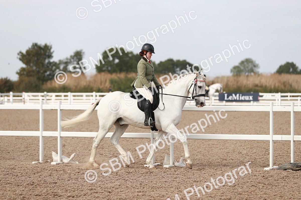 SBM_17454 - Class 215 Ridden Hack/ Riding Horse