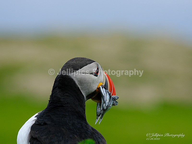  - Wildlife and Nature