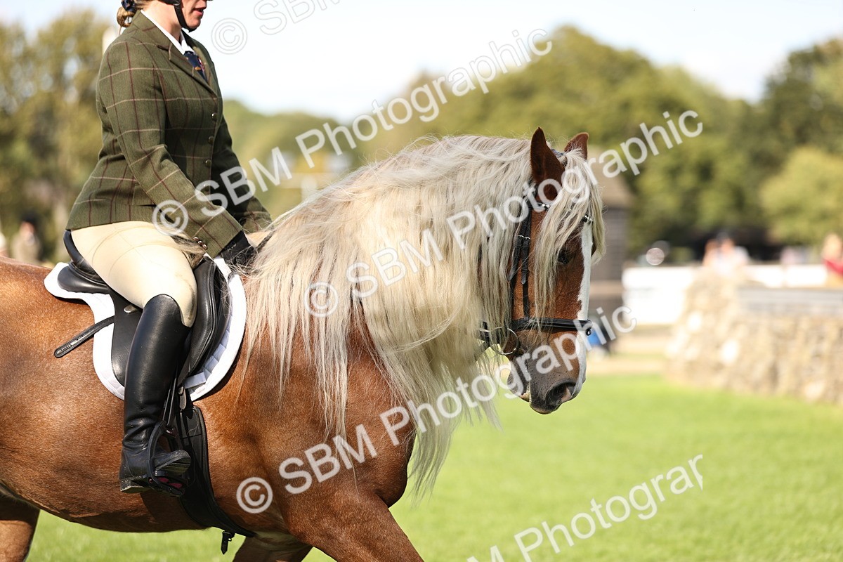 SBM_26373 - S6 - Novice & Newcomers Ridden Horse