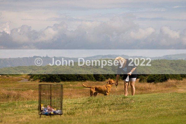 Cali On Montrose Golf Course - Walking the Dog