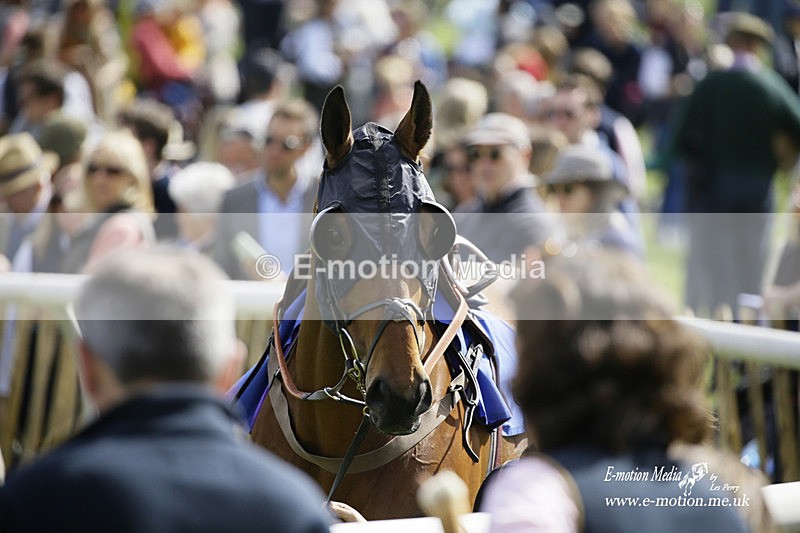 PtP 180422 29 - Old Berkshire PtP Lockinge 18/04/22
