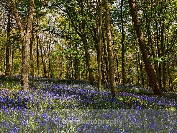 Blue Bells in Spring Woodland - Yorkshire Countryside