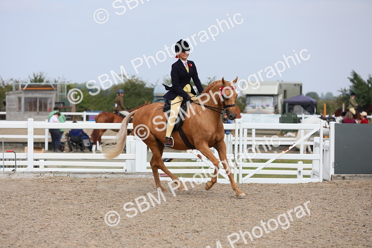 SBM_15618 - Class 311 Ridden Show Pony/ Show Hunter Pony