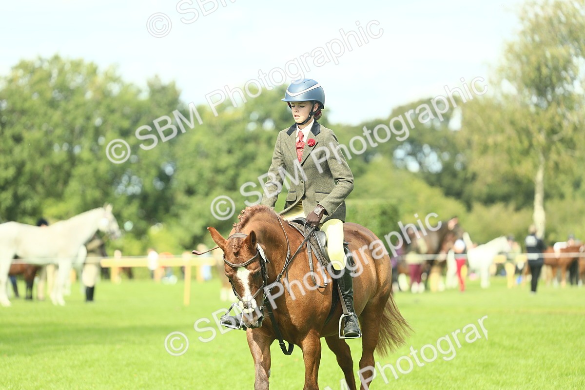 SBM_44573 - S31 - Working Hunter Pony