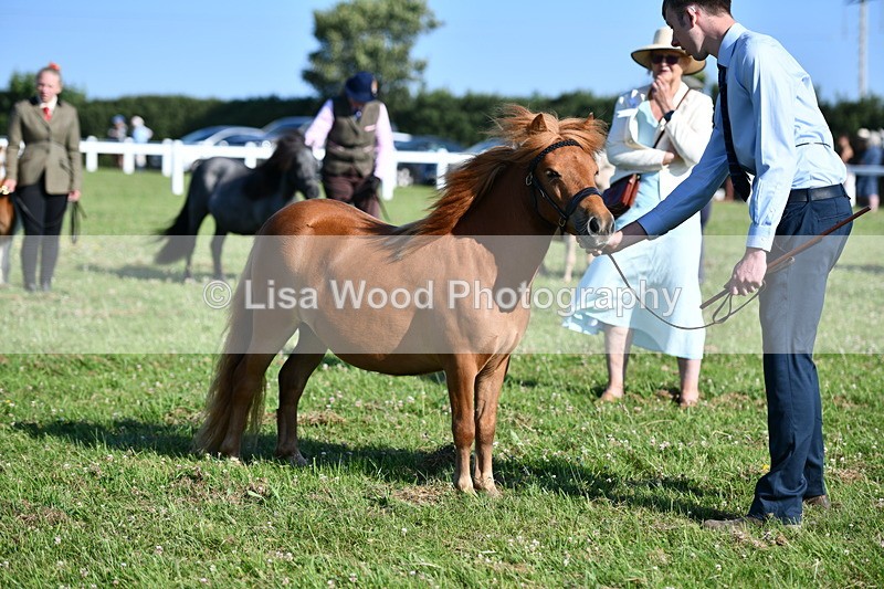 DSC_5698 - Class 49: NPS Shetland Youngstock