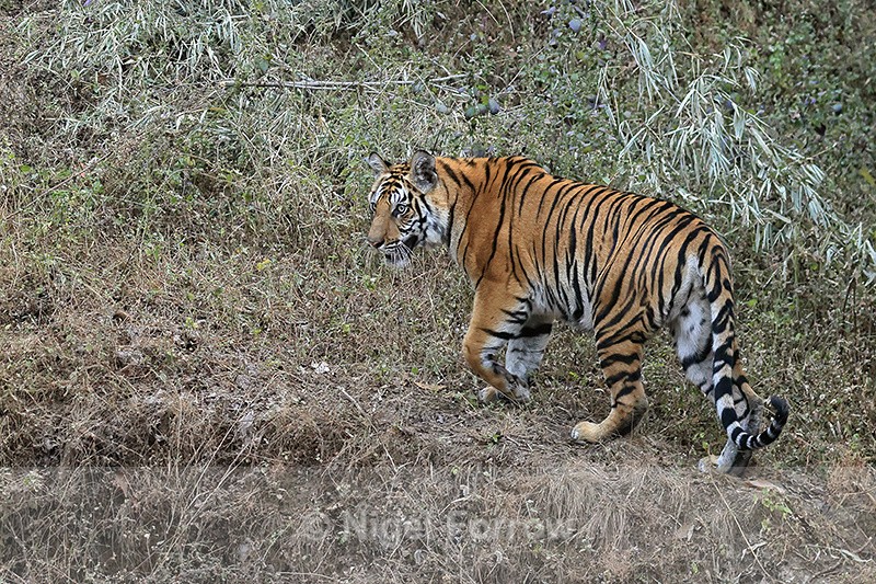 Tiger cub climbing grassy bank, Bandhavgarh Reserve, India - Tiger