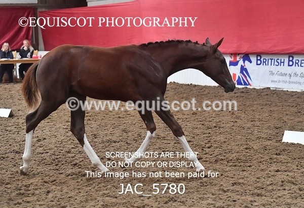 JAC_5780 - 11 Pandora of Westoak