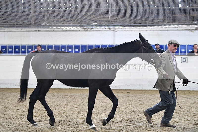 WJ5_4805 - Class 3 Part Bred In hand
