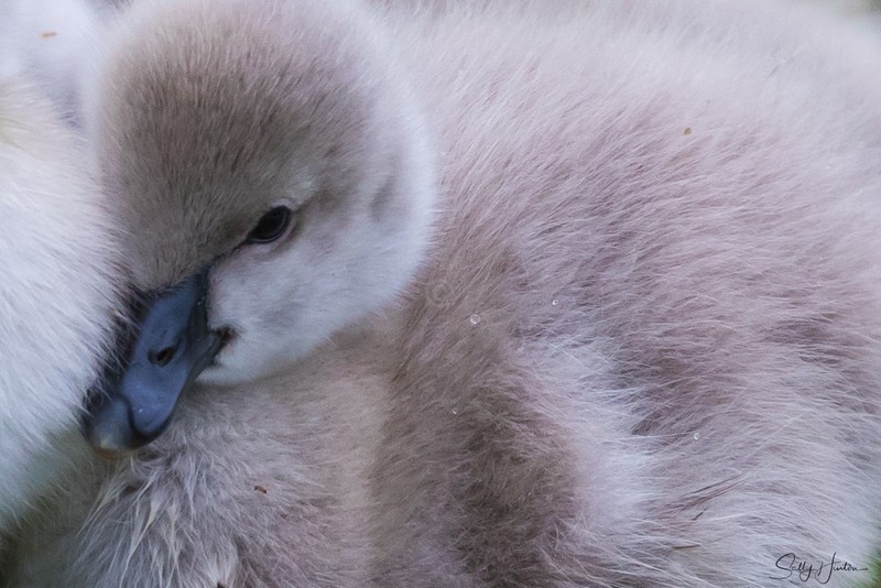Cygnets 12