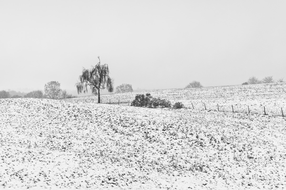 Broxhead Birch in snow - WINTER