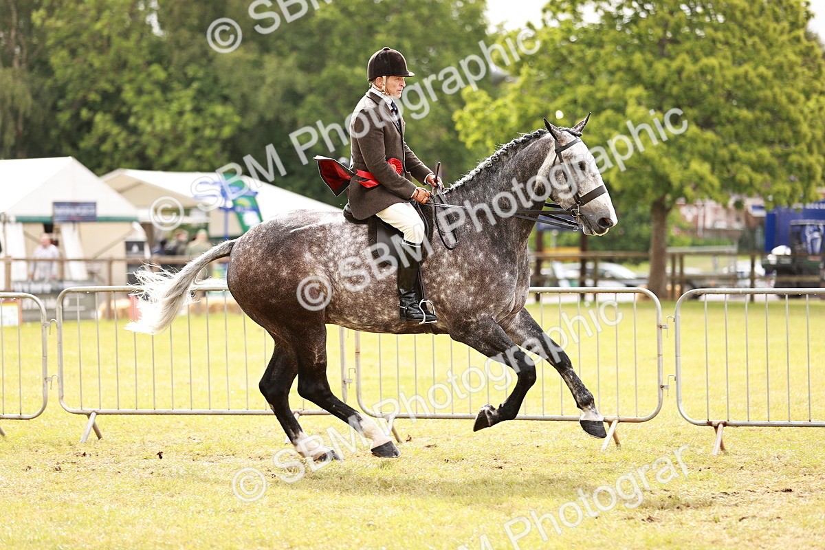 SBM_11568 - Class 81-84 - RIHS Ridden hunters Inc Ladies Hunter