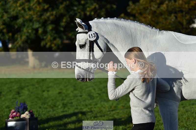 231022-092130-21730 - 653-GREYΓÇÖS.VILLAGE.MELODY-Annabel.Ridgway-TrotUp+SJ