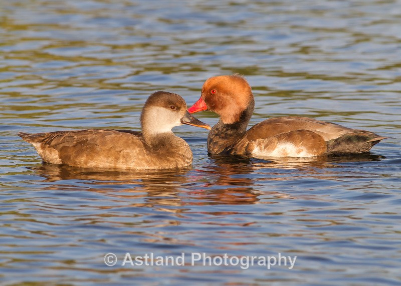 Astland Photography, Bird and Wildlife Images, Susan and Peter Wilson, U.K.