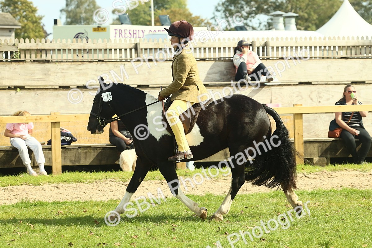 SBM_68887 - S58 - Mini Show Cob Ridden