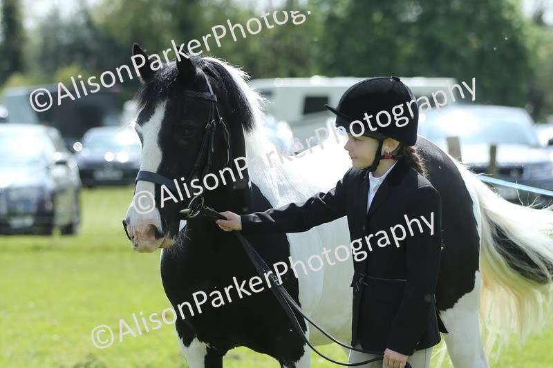 20250427-3423 - Class 8 - Handsomest Gelding