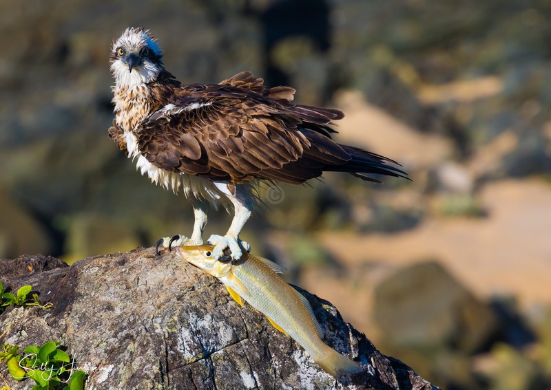 Osprey with Whiting 1