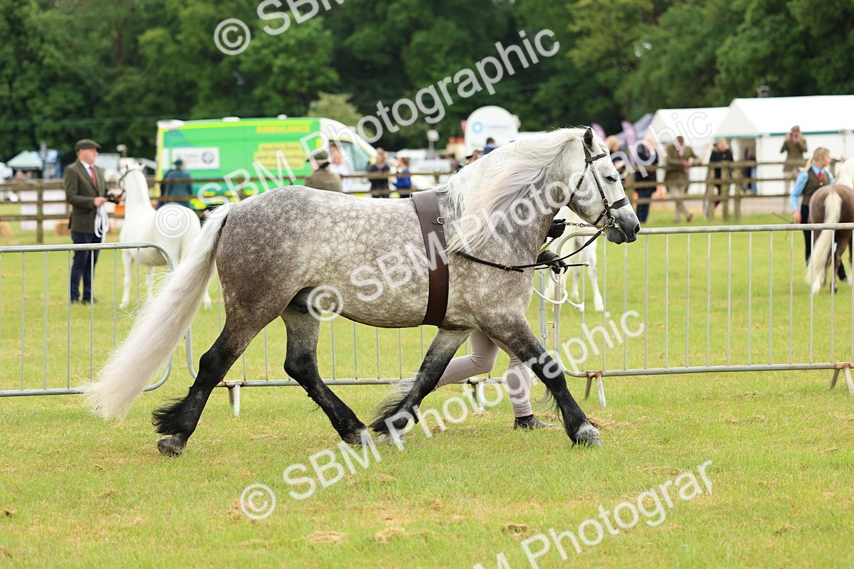 SBM_00467 - Class 58-67 - M&M Non Welsh Pony In hand
