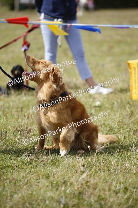 20250831-3661 - Dog Show