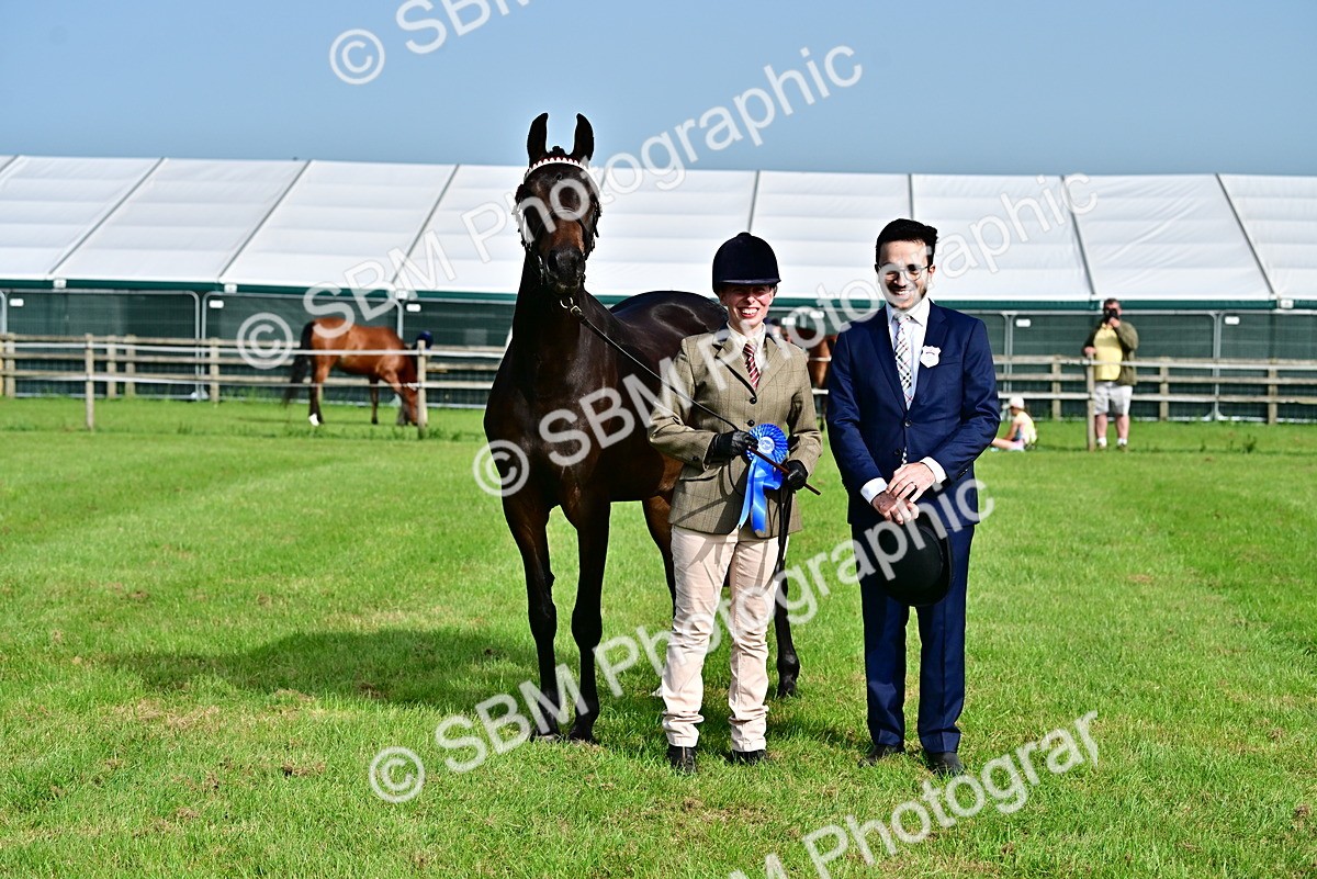 SBM_00117 - Class 46-49 - Arab and Part Bed-Anglo Arab In Hand