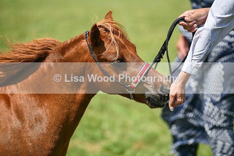 DSC_7160 - Class 61: Miniature Horse 4yrs & over