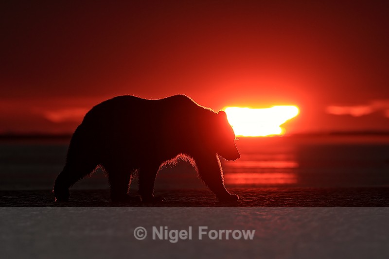 Brown Bear and rising sun, Silver Salmon Creek, Alaska - Brown Bear