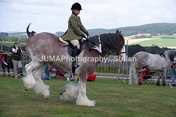 DSC_0233 - Ring 1