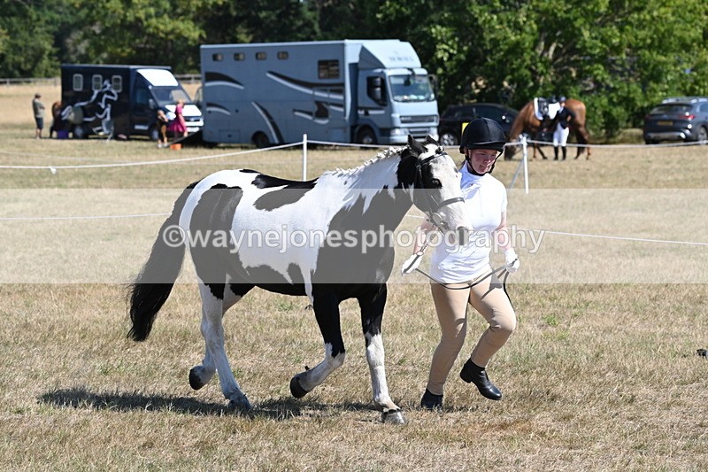 WJ6_8580 - Class 37b Best Loan Pony In-hand