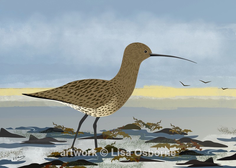Curlew - Birds