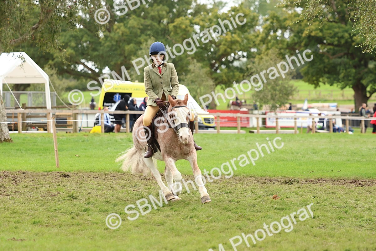 SBM_67538 - S60 - Mini Show Cob Ridden