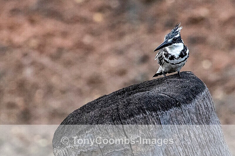 Pied Kingfisher - The Gambia
