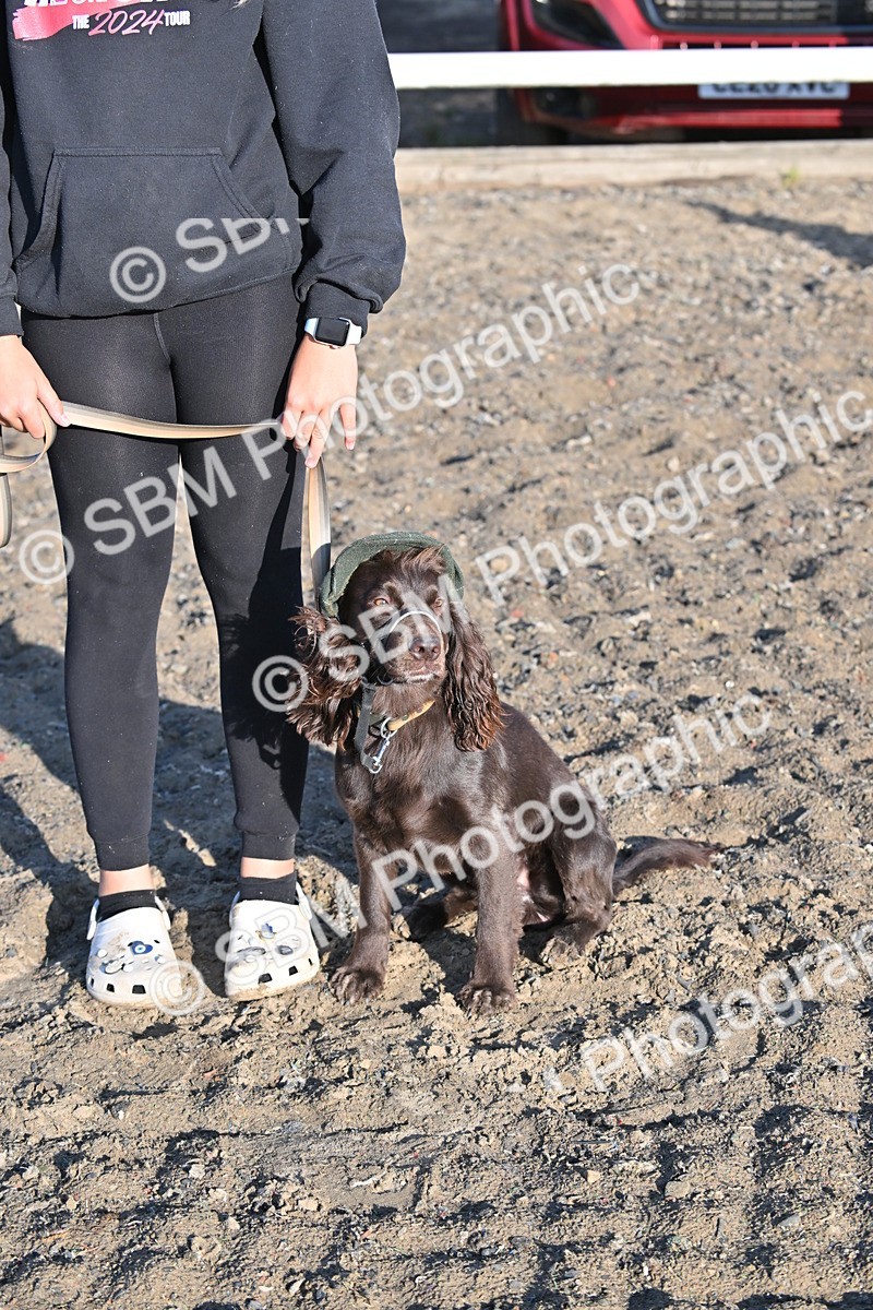 SBM_09372 - Lorry Dogs