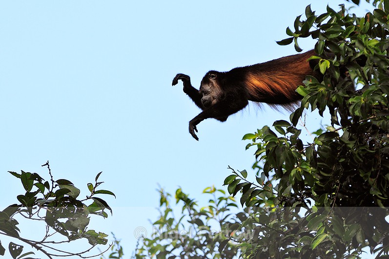 Mantled Howler Monkey reaching out to cross a gap in the trees - Monkey