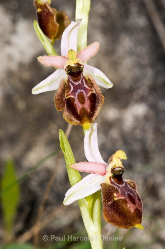 Tyrhennian Ophrys (Ophrys tyrrhena) - Orchids - Ophrys