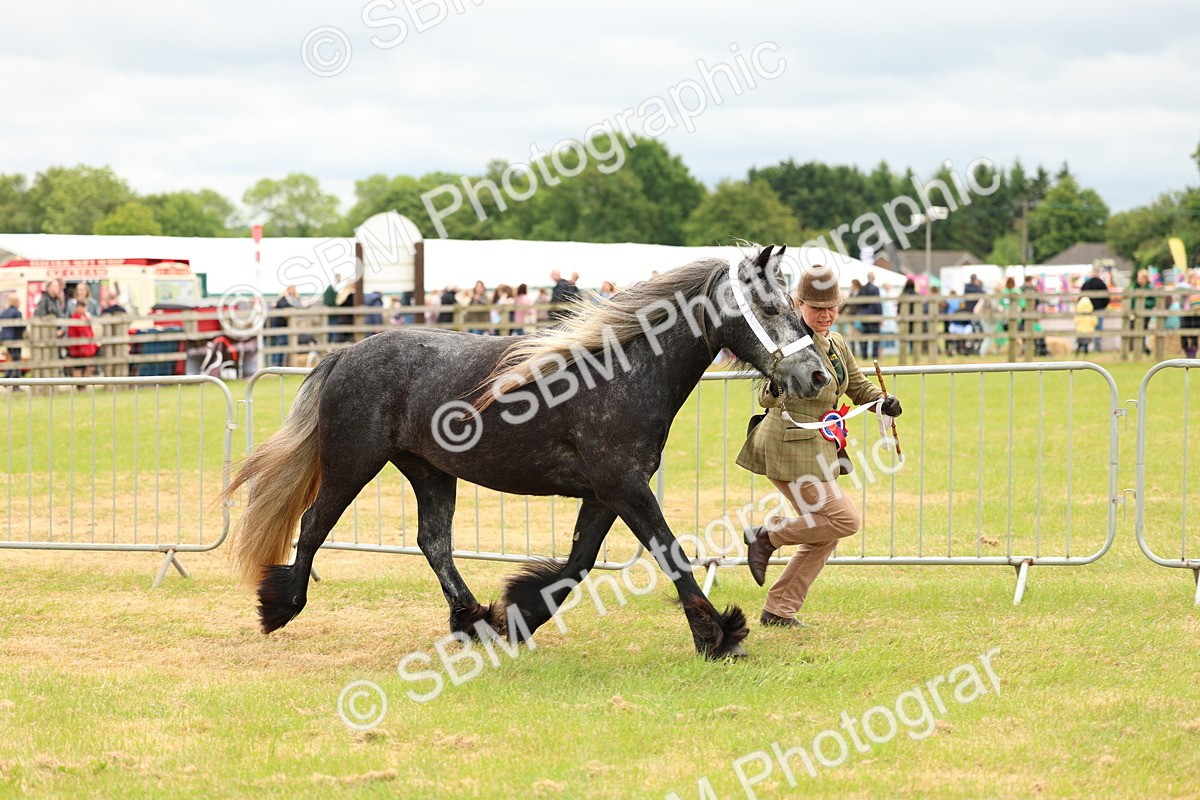 SBM_03565 - Class 58-67 - M&M Non Welsh Pony In hand