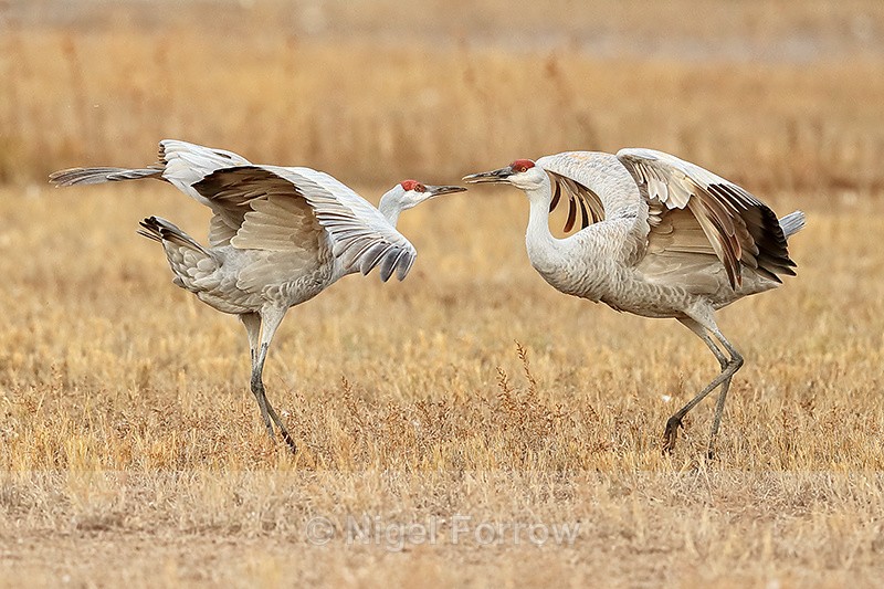 Sandhill Crane stand-off, Bosque del Apache, New Mexico - Sandhill Crane