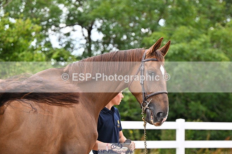240718A-105324-01962 - Trot Up 2pm to 3pm - This folder is not in time order