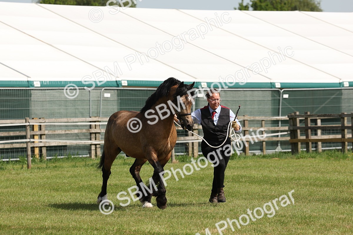 SBM_02298 - Class 6-13 - Mountatin and Moorland In Hand Welsh Breeds