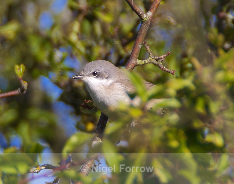 Lesser Whitethroat - Lesser Whitethroat