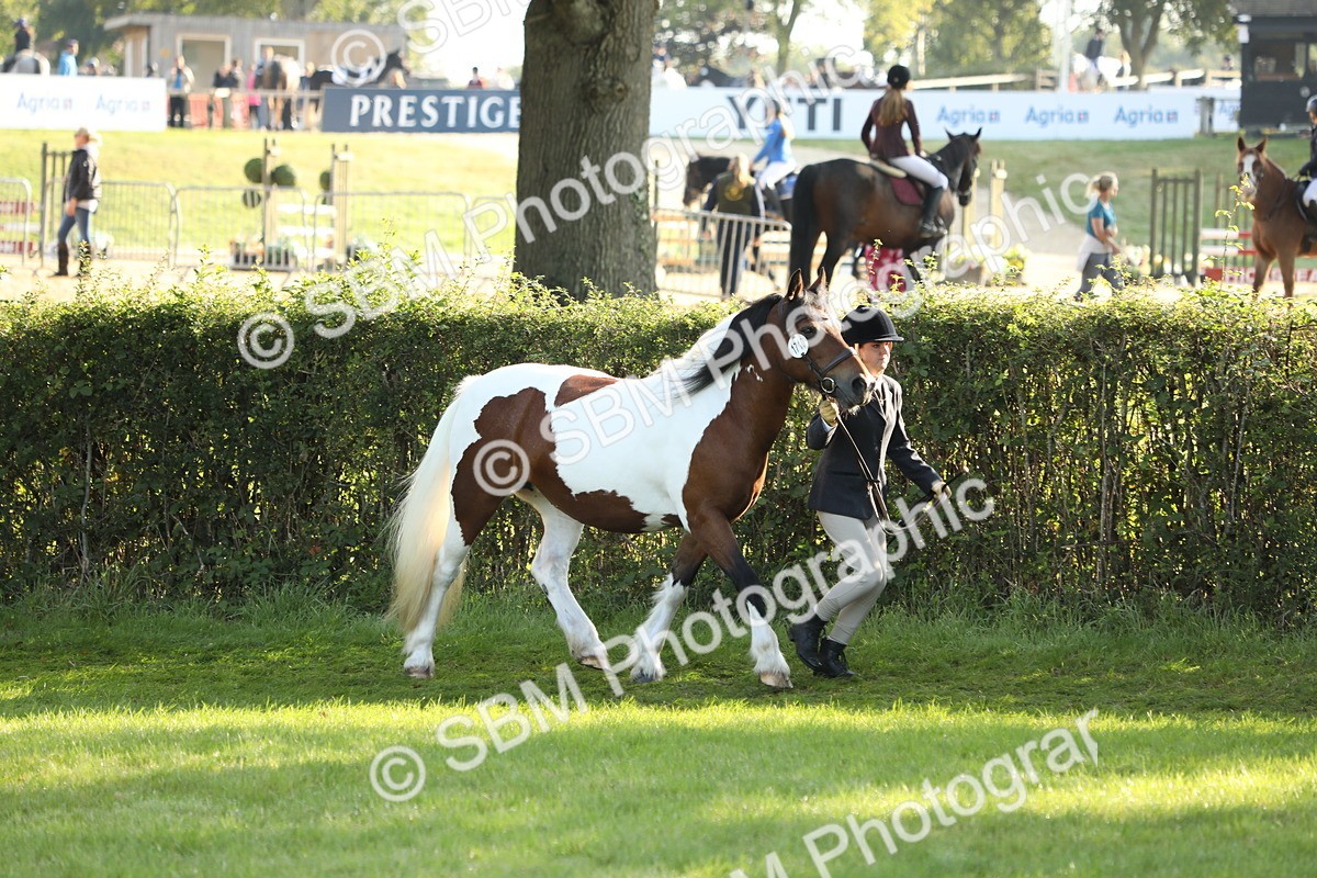SBM_60882 - S43 - Coloured Pony In Hand
