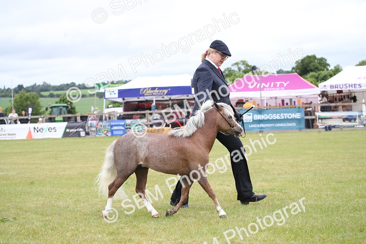 SBM_03808 - Class 23-25 - British Miniature Horse of the Year