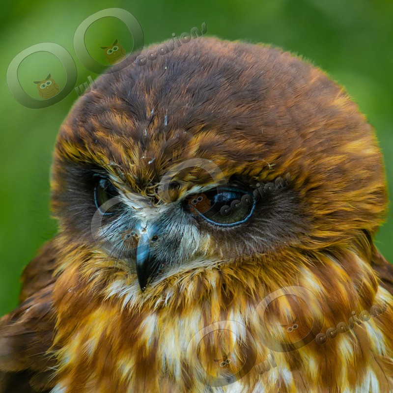 boobook owl Ninox boobook-6888 - Owls of the World