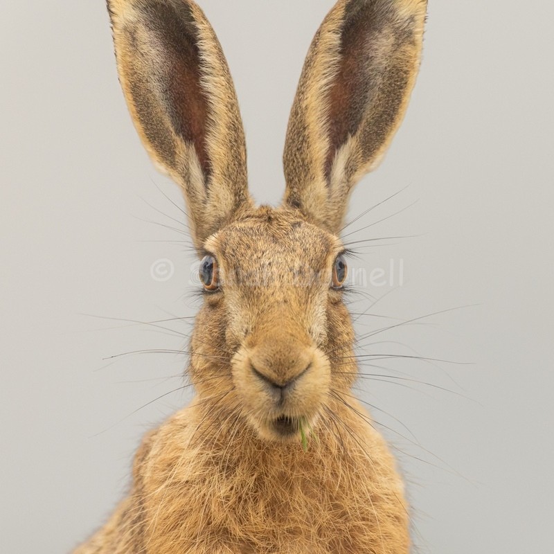 Surprise SD256 - Greeting Cards