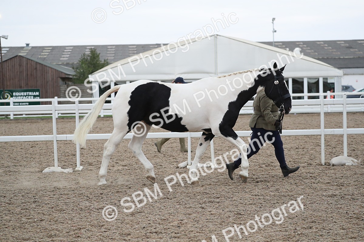 SBM_18365 - Class 318 IH Part bred Horse/Pony